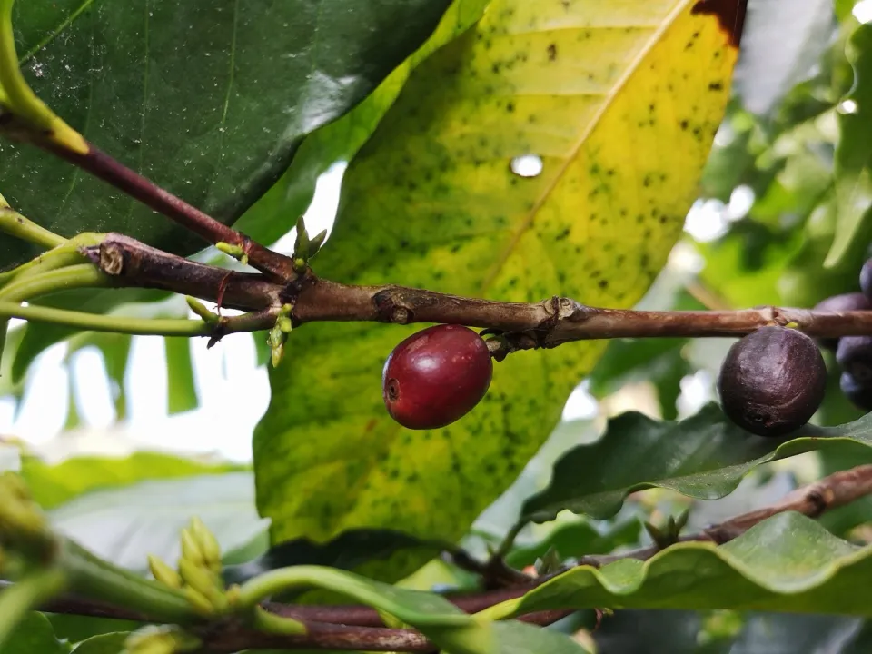 Cerezas de café maduras en la rama